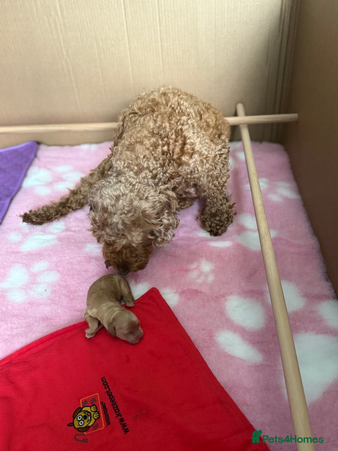Cockapoo dogs for sale: Beautiful cockapoo puppies  - Image 7