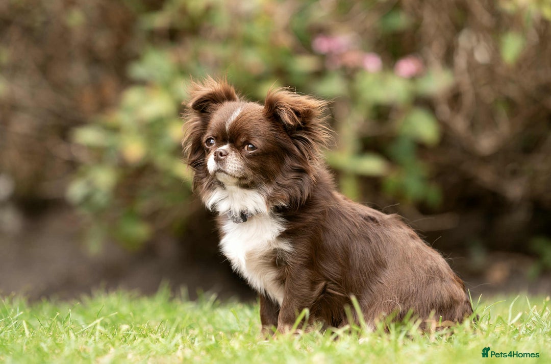 Chihuahua dogs for sale: Chihuahua  - Advert 1