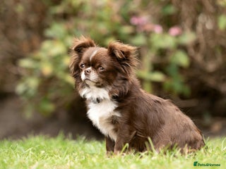 Chihuahua dogs Chihuahua - Advert 1