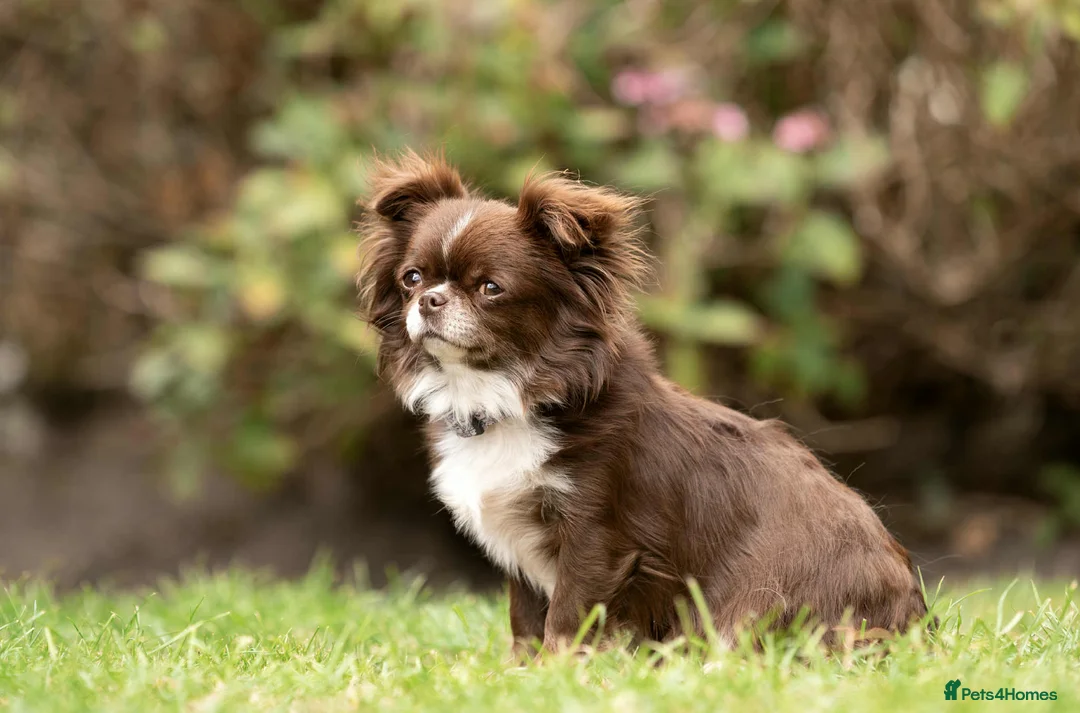 Chihuahua dogs for sale: Chihuahua  - Advert 3