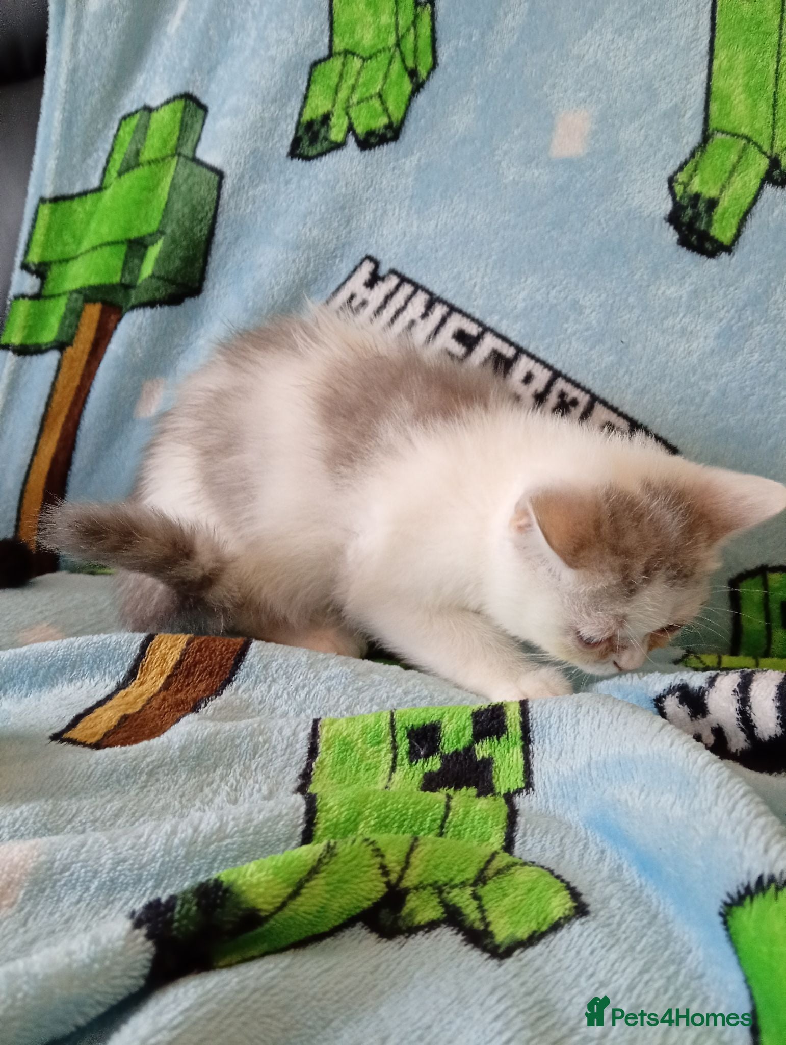 Mixed Breed cats Exotic shorthair x Scottish straight ready now - Advert 15