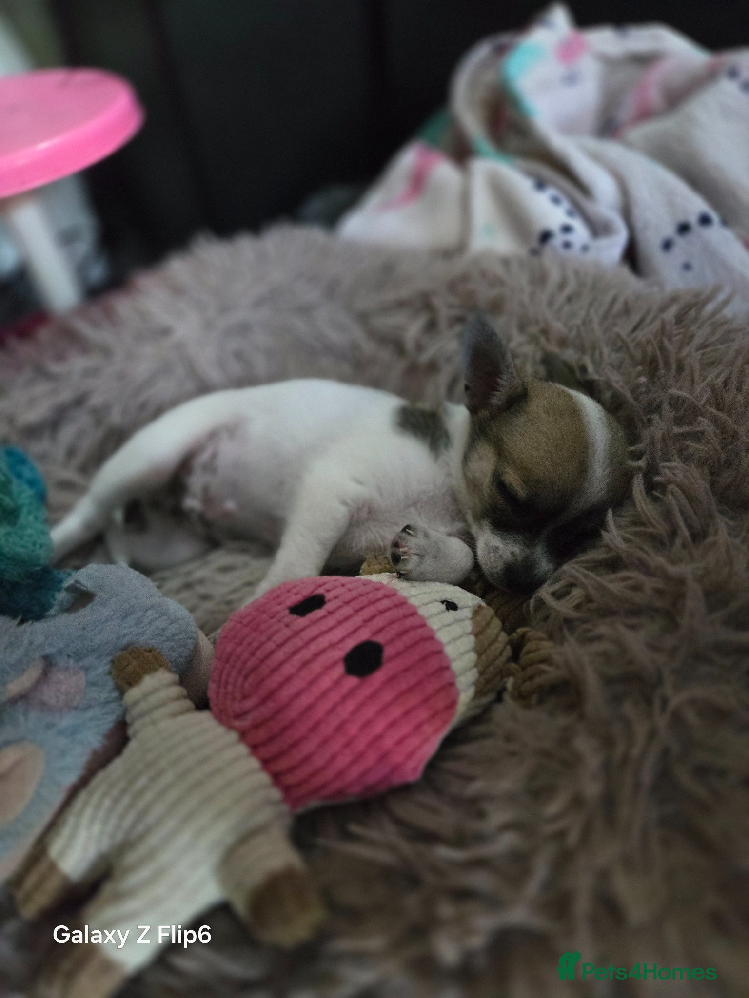 Chihuahua dogs for sale: Male chihuahua  - Advert 3