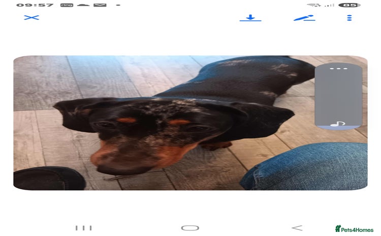 Dachshund dogs Dachshund  - Advert 1