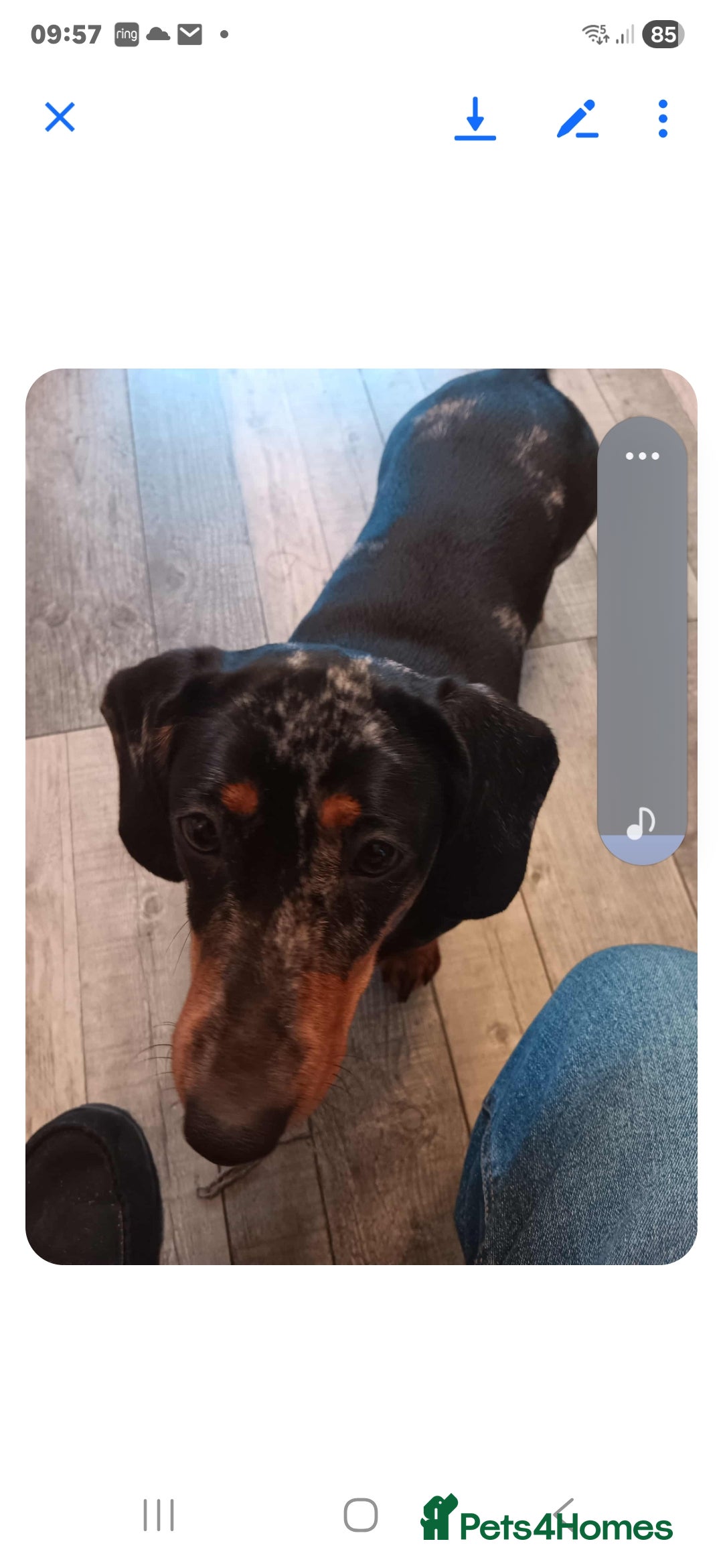 Dachshund dogs for sale: Dachshund  - Advert 1