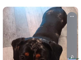 Dachshund dogs for sale: Dachshund - Advert 1