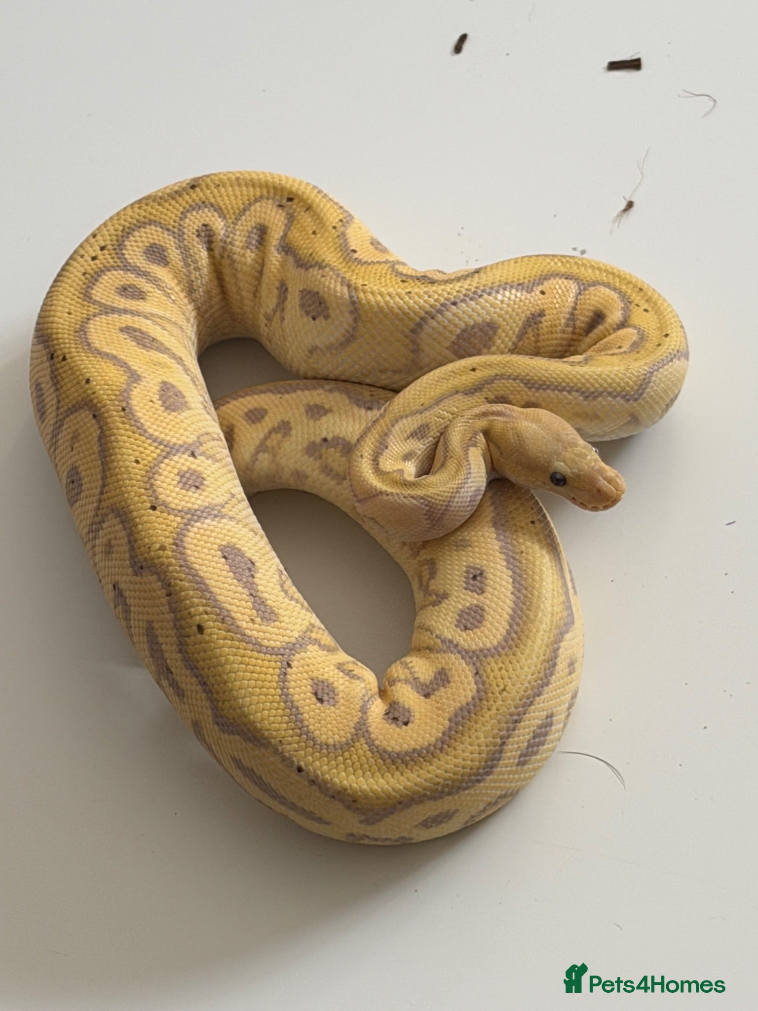 Python Snake reptiles Various ball pythons with setup  - Advert 1