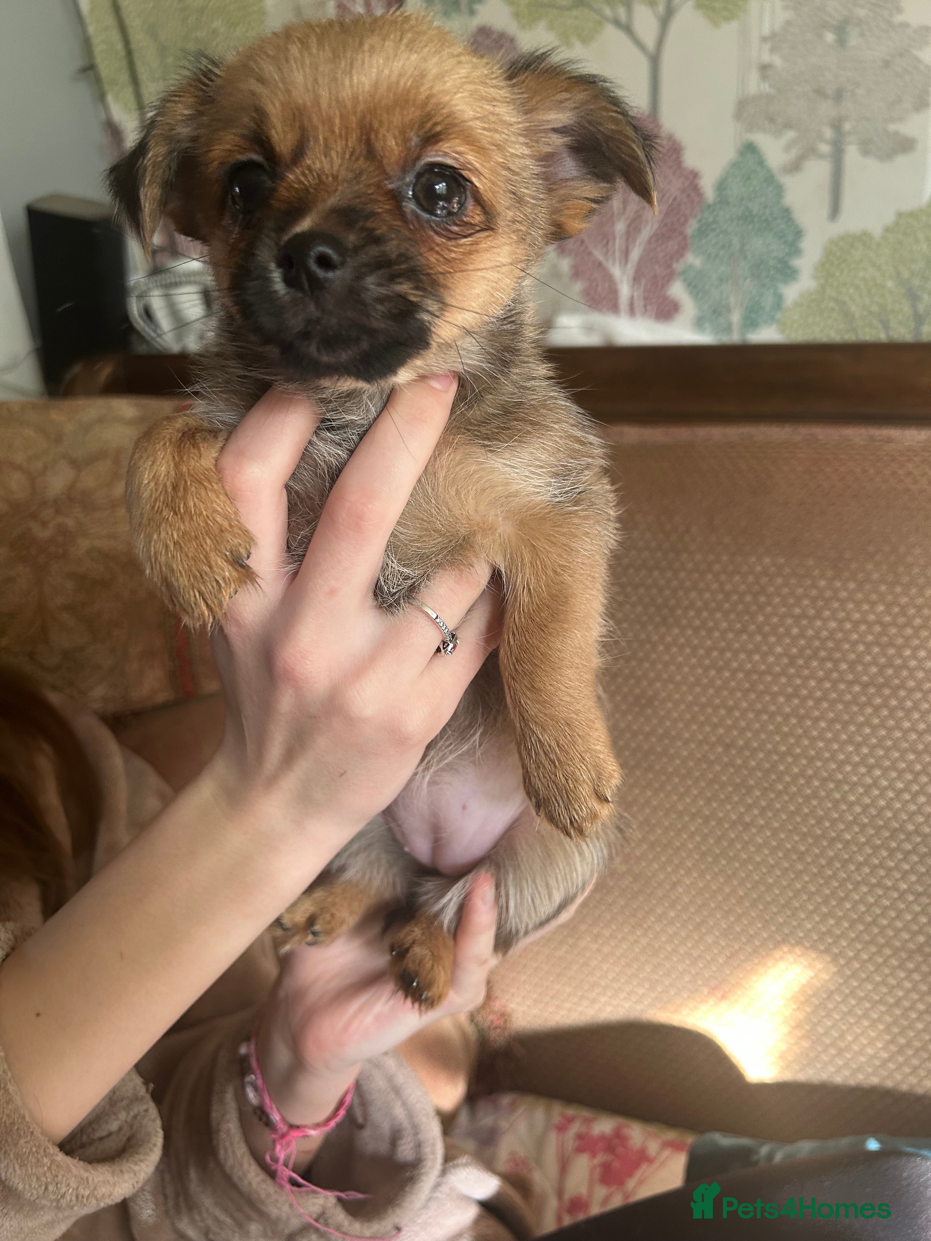 Mixed Breed dogs 4 tiny Pomeranian Yorkies puppies 9 week old - Advert 3