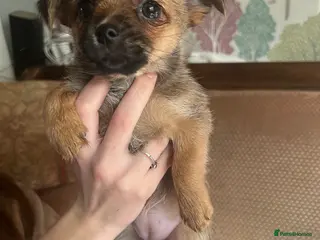 Mixed Breed dogs 4 tiny Pomeranian Yorkies puppies 9 week old - Advert 3