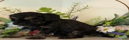 Cavapoo dogs for sale: F1 Cavapoo Puppies for sale 2 male 2 female  - Advert 1
