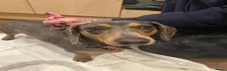 Miniature Dachshund dogs for sale: Miniature Dachshund puppies  in Barnsley - Advert 1