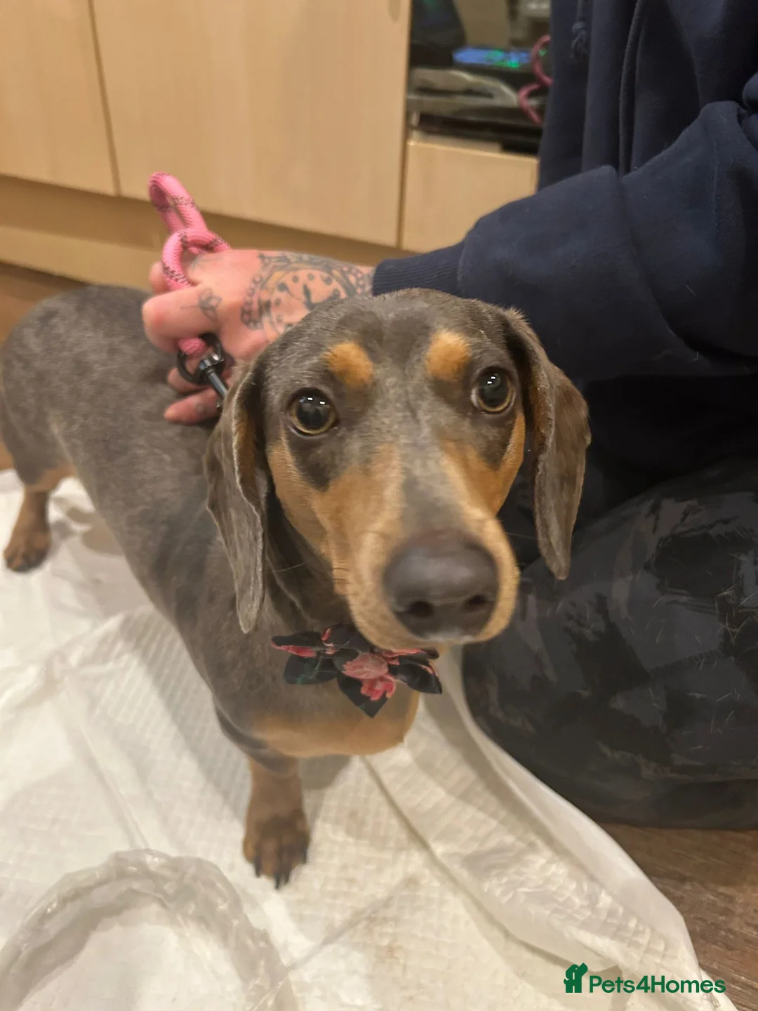 Miniature Dachshund dogs for sale: Miniature Dachshund puppies  in Barnsley - Advert 1