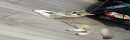 Scottish Fold cats for sale: Scottish Fold Cat Looking for a Loving Home  - Advert 3