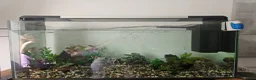 Other/Mixed Breed fish for sale: Axolotl and tank set up in Warrington - Advert 3