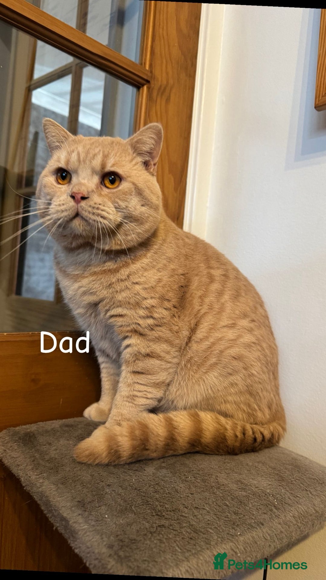 British Shorthair cats for sale: Beautiful female BSH kitten  - Advert 4