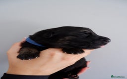 German Shepherd dogs for sale: 7 CHUNKY GERMAN SHEPHERD PUPPIES KC REGISTERED - Image 21