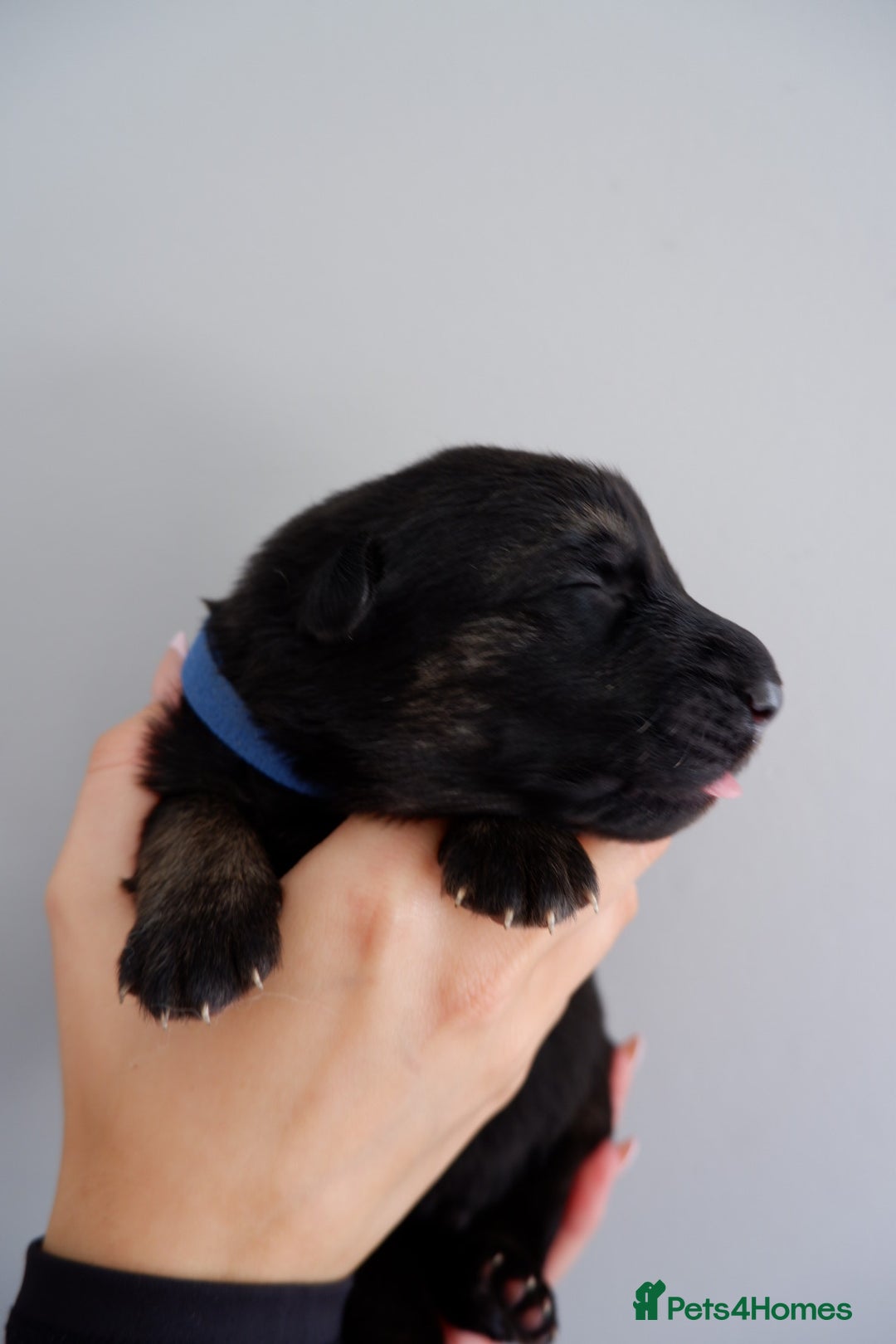 German Shepherd dogs for sale: 7 CHUNKY GERMAN SHEPHERD PUPPIES KC REGISTERED - Image 21