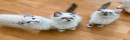 Ragdoll cats for sale: Gccf babies  - Advert 14