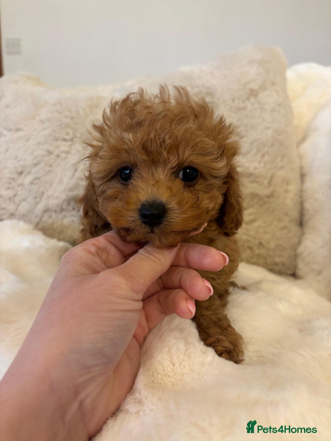 Toy Poodle dogs for sale: Asian x toy poodles available  - Advert 5