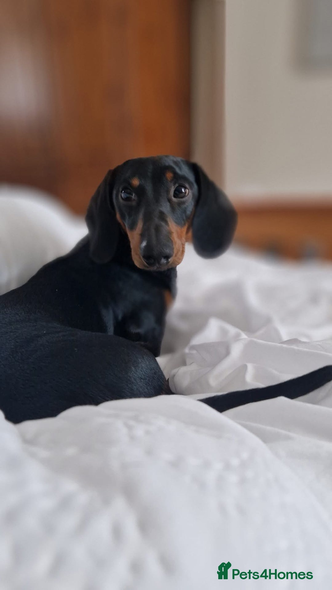 Miniature Dachshund dogs for stud: Miniature Dachshund stud in Pontypridd - Advert 12