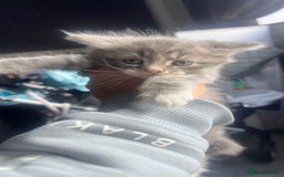Mixed Breed cats for sale: 3 beautiful baby’s looking for their loving home  - Image 29