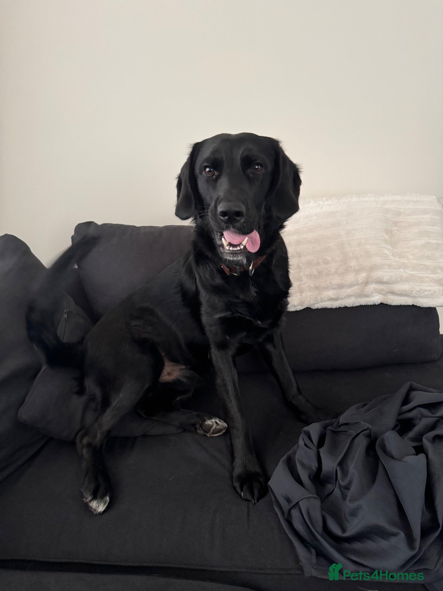 Labrador Retriever dogs 🐾 Gorgeous 14 Month-Old Male Labrador Retriever🐾 - Advert 2