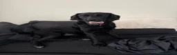 Labrador Retriever dogs for sale: 🐾 Gorgeous 14 Month-Old Male Labrador Retriever🐾 - Advert 1