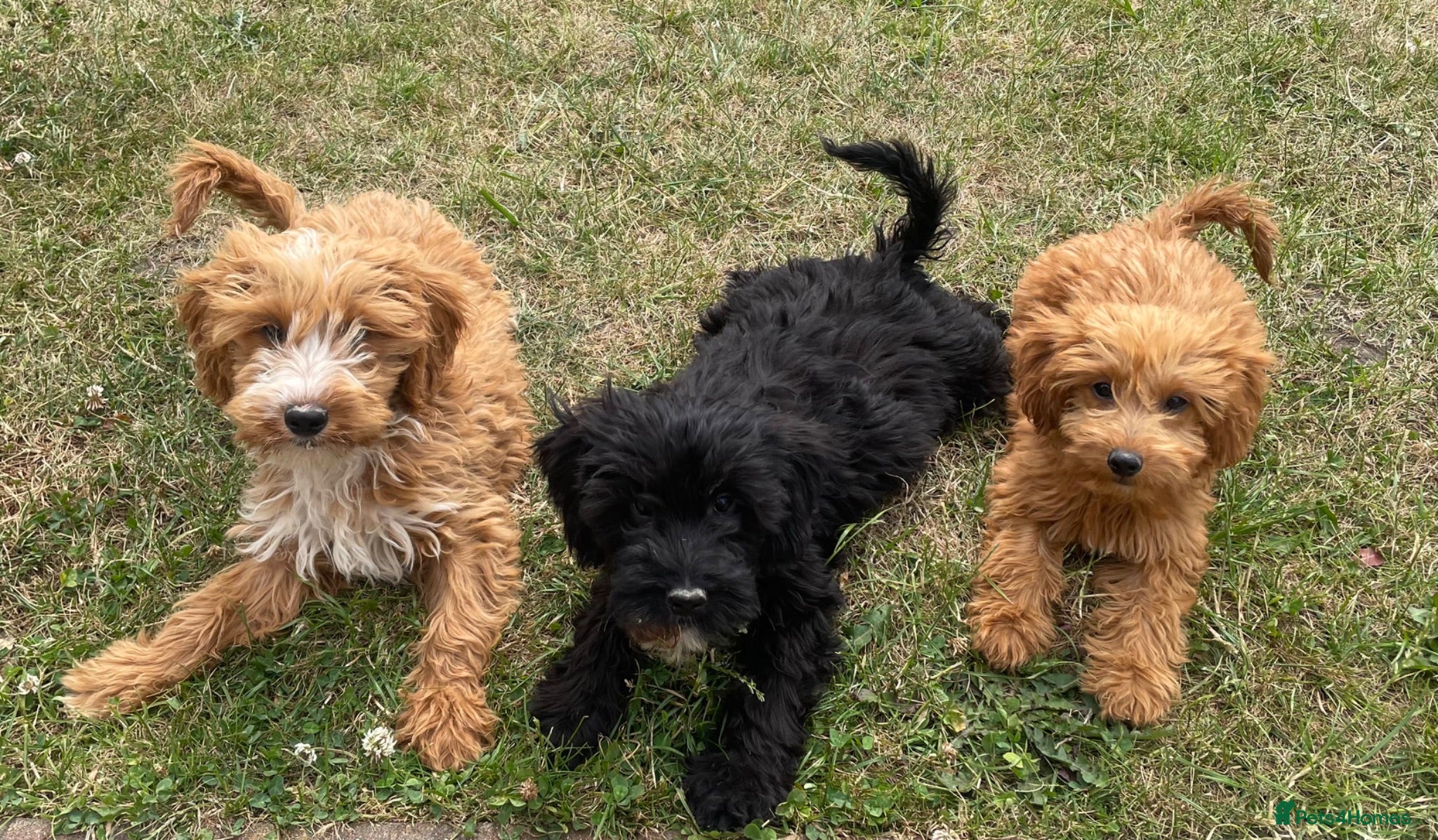 Cockapoo dogs Cockapoo puppies for sale - Advert 1