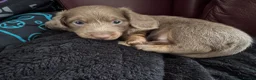 Miniature Dachshund dogs for sale: Long Haired Miniature Dacshund’s Ready To Leave - Advert 24