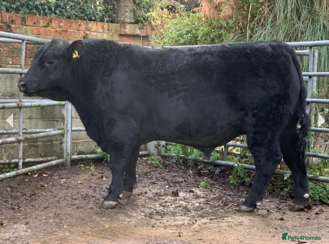 Cows & Bulls livestock for sale: Aberdeen-Angus Bulls - Advert 1