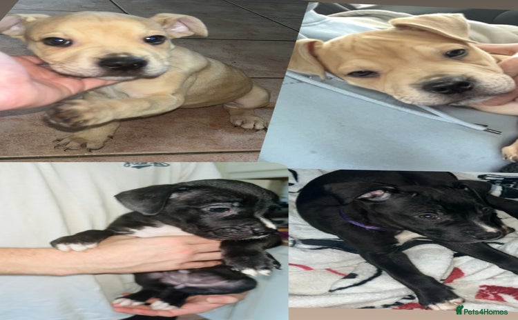 American Bull Staffy dogs - Advert 1