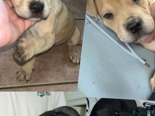 American Bull Staffy dogs - Advert 2