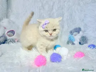British Shorthair cats ⭐️ British Shorthair CREAMS & BLUES ⭐️ - Advert 7