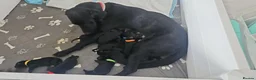 Labrador Retriever dogs for sale: Beautiful littler of black lab puppies in Doncaster - Advert 3
