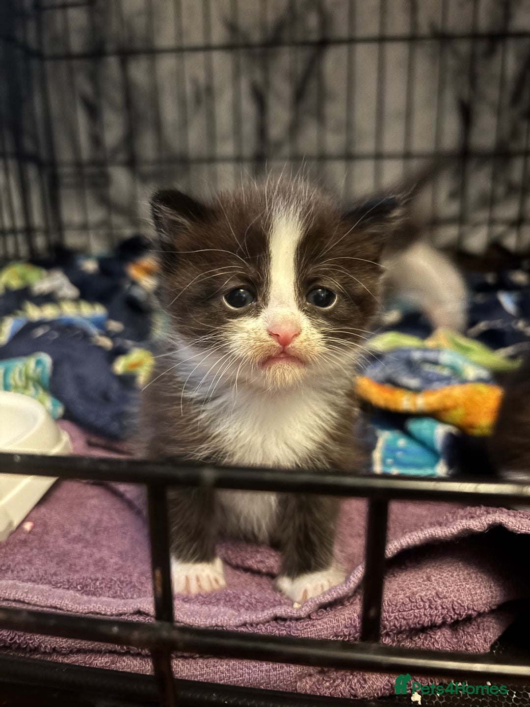 Domestic Shorthair cats for sale: 4 Tuxedo Kittens - Advert 2