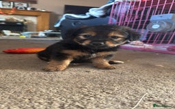 Mixed Breed dogs for sale: Jack Russel Cross Puppies ready 14th October 2025 - Image 8