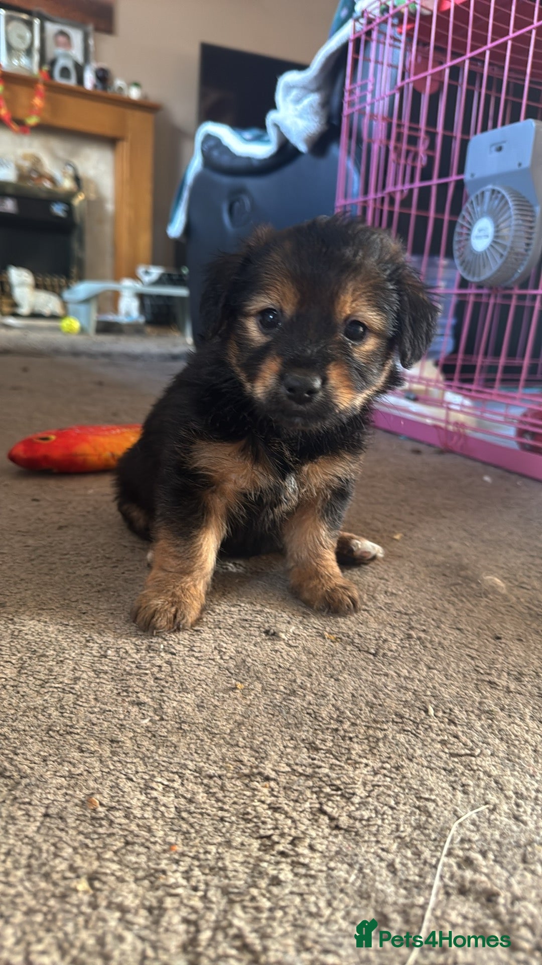Mixed Breed dogs for sale: Jack Russel Cross Puppies ready 14th October 2025 - Image 8