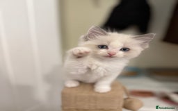 Ragdoll cats for sale: 🎀 Ragdoll kittens 🎀 2 left - Image 11