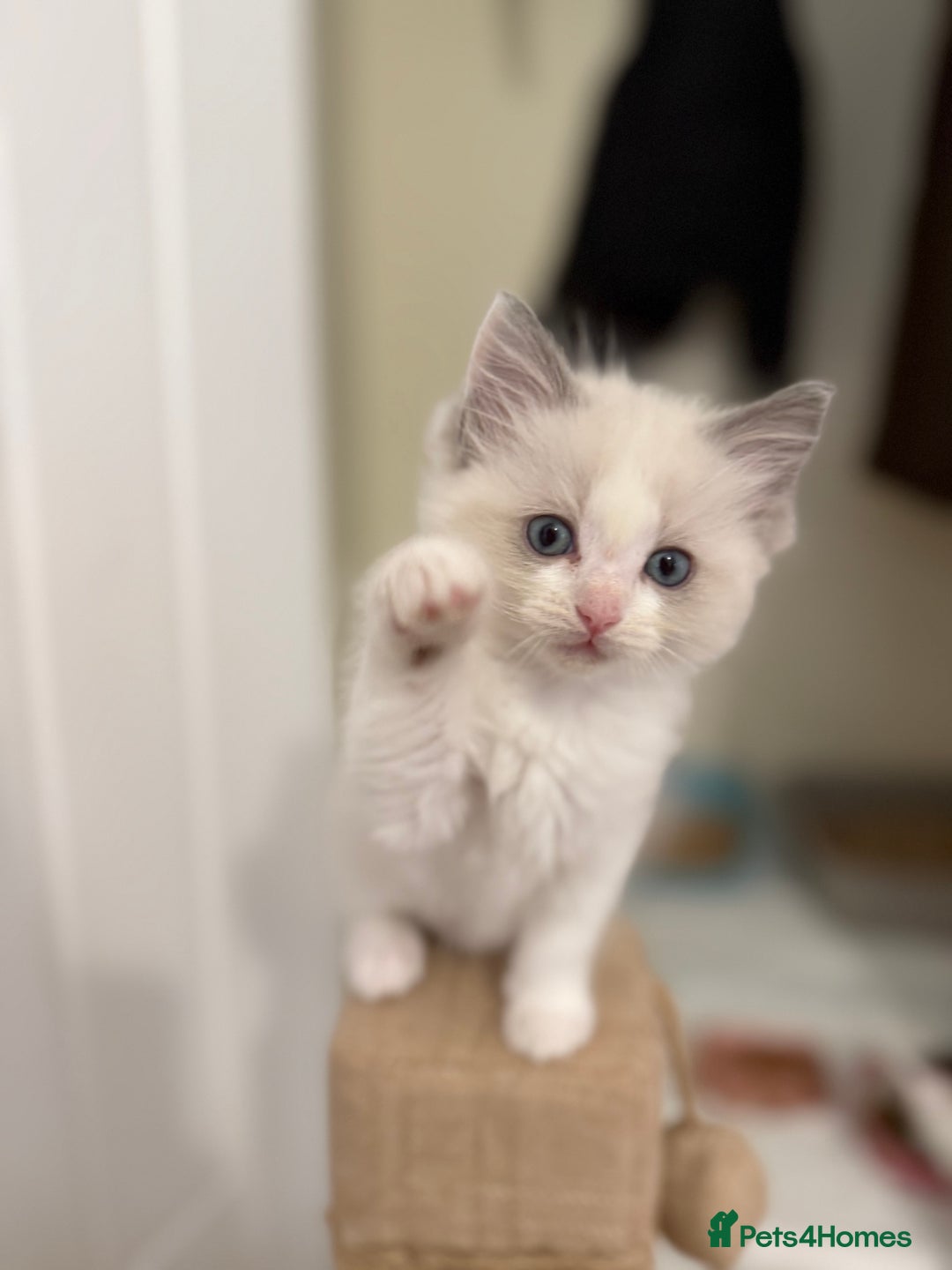 Ragdoll cats for sale: 🎀 Ragdoll kittens 🎀 2 left - Image 11