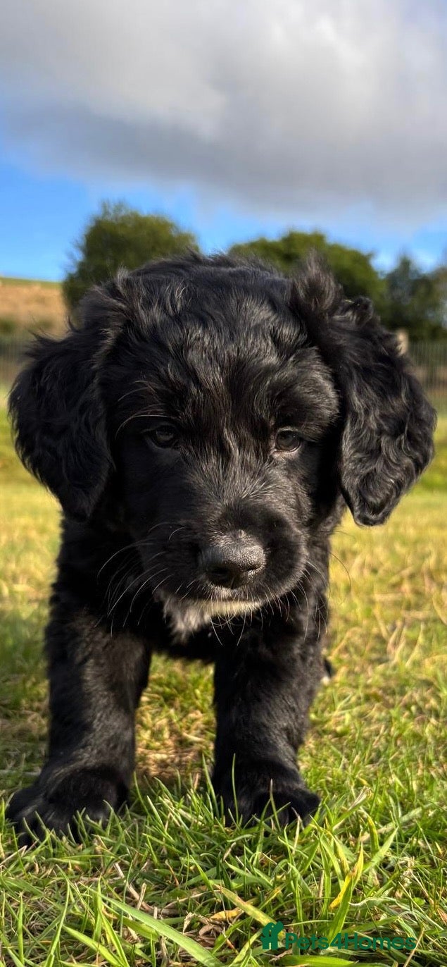 Bernese Mountain Dog dogs Beautiful Bernese Mountain Dog x Golden Retrievers - Advert 1