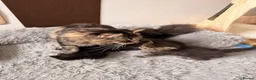 Maine Coon cats for sale: 🐈‍⬛ Maine Coon Kittens 3 Girls and 2 Boys 🐈‍⬛ - Advert 4