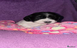 Cocker Spaniel dogs for sale: Cocker Spaniel Puppies - Image 11