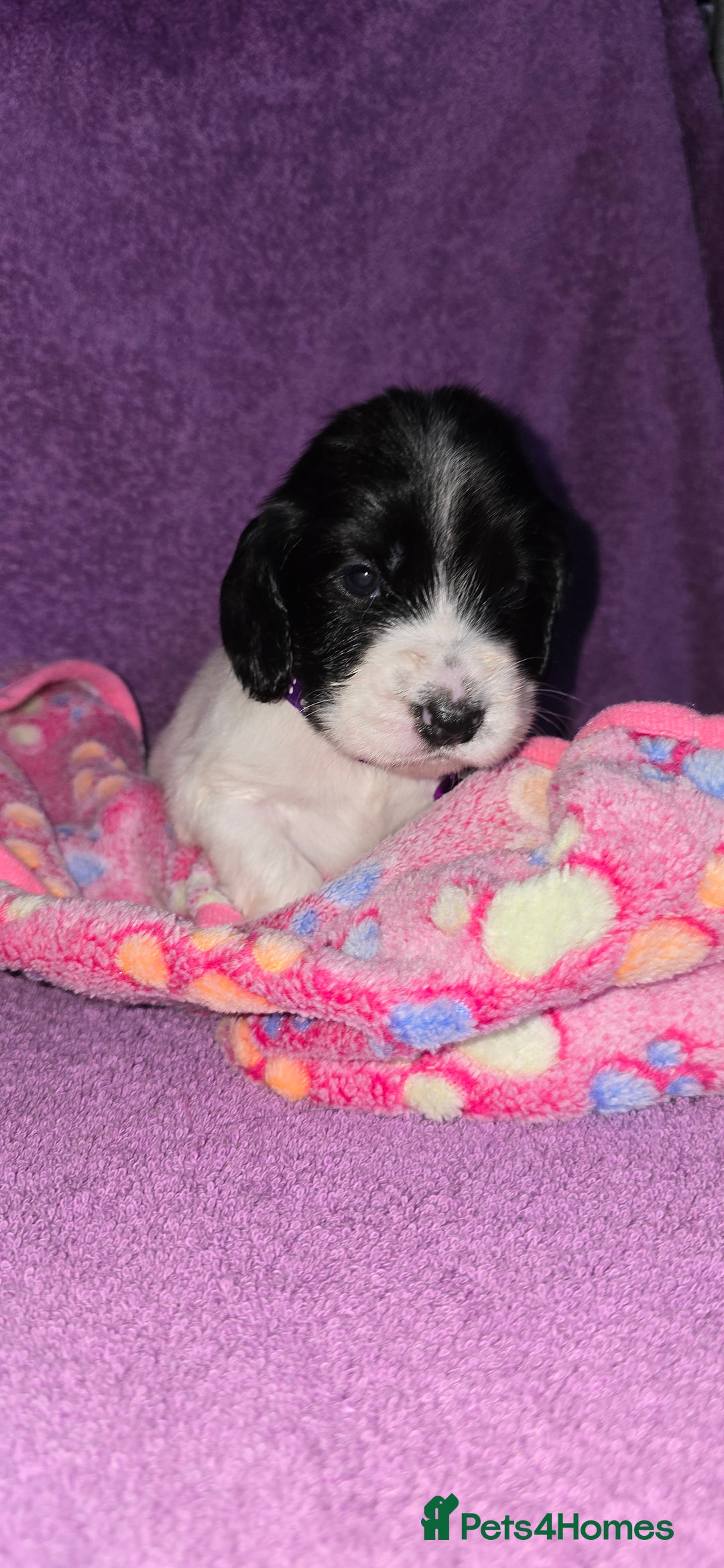 Cocker Spaniel dogs for sale: Cocker Spaniel Puppies - Image 11