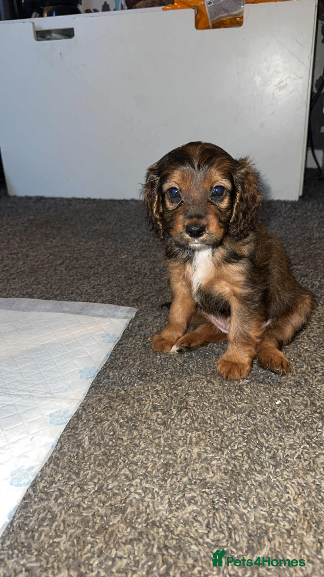 Cockapoo dogs for sale: Beautiful Cockapoo girl left  - Advert 1