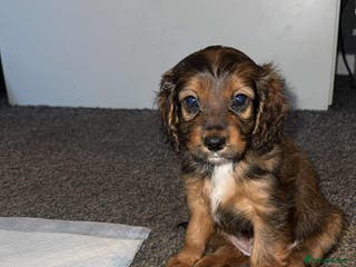 Cockapoo dogs Beautiful Cockapoo girl left - Advert 1