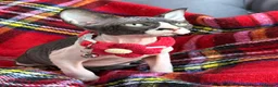 Sphynx cats for sale: Beautiful Sphynx Kittens–1Girl & 1Boy Available - Advert 3