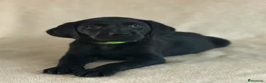 Labrador Retriever 2