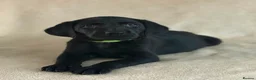 Labrador Retriever dogs for sale: 6 beautiful lab girls (one girl left!) - Advert 23