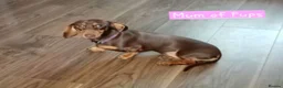 Chiweenie dogs for sale: Minature Daschund and Chihuahua Mix - Advert 15