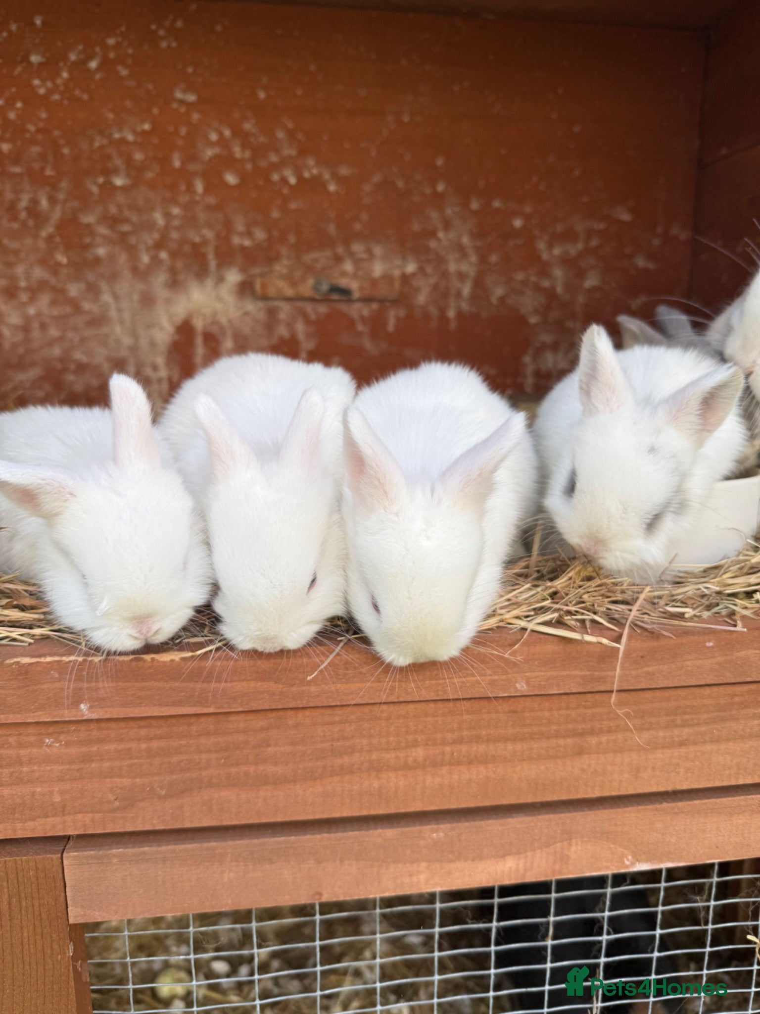 Mixed Breed rabbits Netherland dwarf x mini lop bunnies - Advert 2