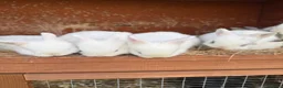 Mixed Breed rabbits for sale: Netherland dwarf x mini lop bunnies - Advert 2
